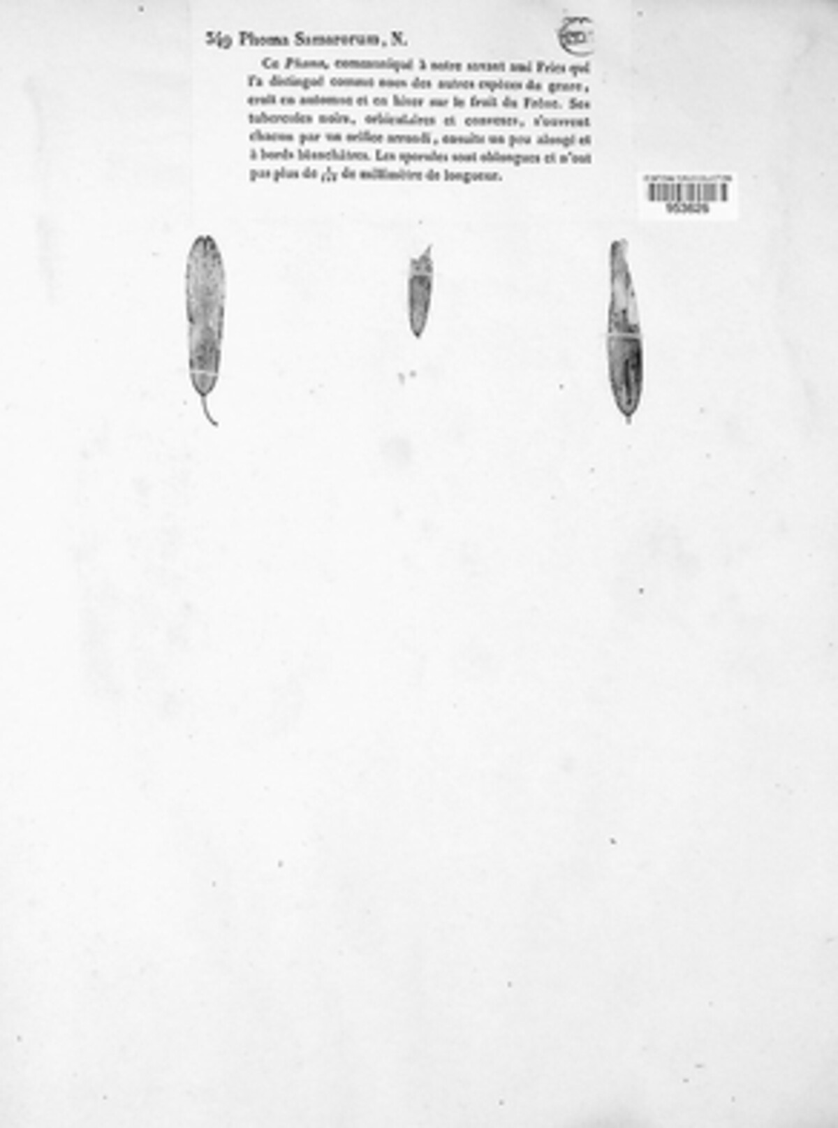 Neosetophoma samararum image